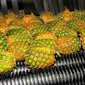 Food industry brush application
