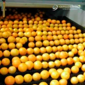 Cepillos-para-lavar-y-encerar-citricos