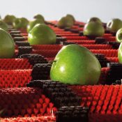 pulido-manzana-300x300-1-1.jpg
